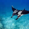 Manta Ray 