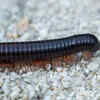 Giant African Millipede