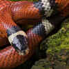 Milk Snake 