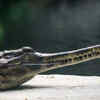 Gharial 