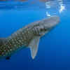 Basking Shark 