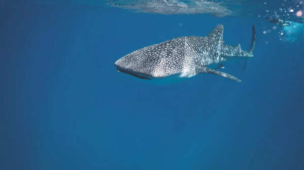 A shrinking contribution since whaling began