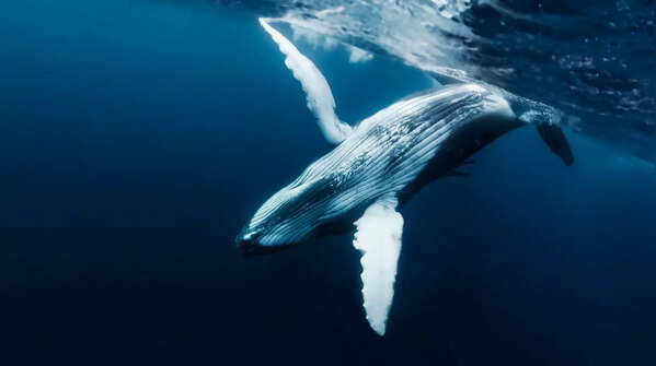 How whale pee keeps the ocean fed