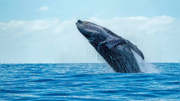 Whales do more than just swim around