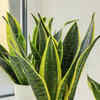 9 reasons why every home should have a Snake plant in the balcony or  indoors | Times of India