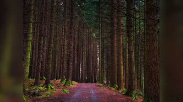 Tollymore Forest—Northern Ireland
