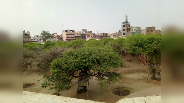 Nidhivan– Vrindavan, Uttar Pradesh