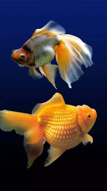 8 things to know before getting pet Goldfish for home aquarium