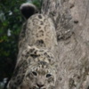 Article image for: <i class="tbold">snow leopard</i>