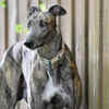 Greyhound