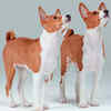 Basenji