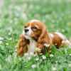 Cavalier King Charles Spaniel