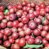 Kokum