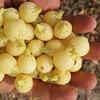 Mahua Phal