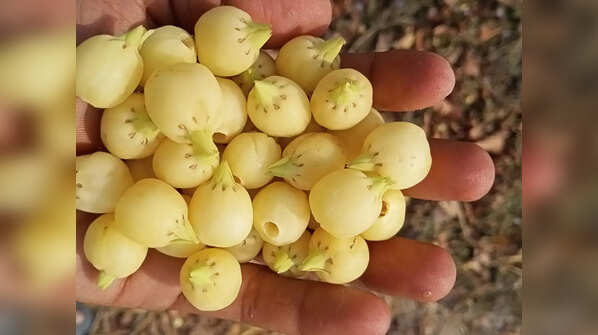 Mahua Phal