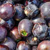 Chironji Fruit