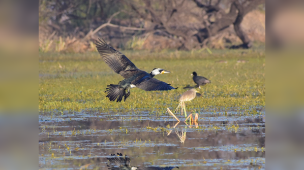 Bharatpur (Keoladeo National Park), Rajasthan—200 km