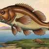 Tiktaalik 