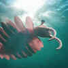 Anomalocaris 