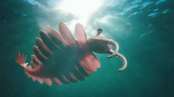 Anomalocaris