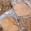 Experts seek preservation
