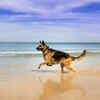 Purpose/ breed history