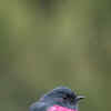Pink Beautiful Birds