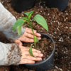 Gardening