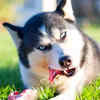 Huskies are not ideal for first-time dog owners