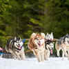 Huskies are extremely energetic