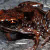 Amau frog