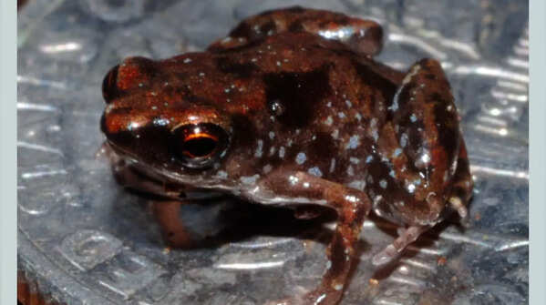 Amau frog