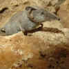 White-toothed pygmy shrew