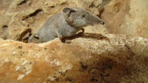 White-toothed pygmy shrew