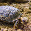 Speckled Padloper Tortoise