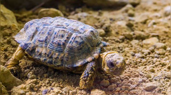 Speckled Padloper Tortoise