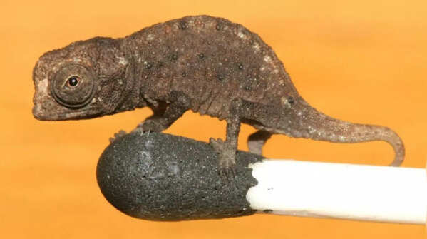 Tiny Chamaleon of Madagascar