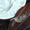 Hay's spring amphipod