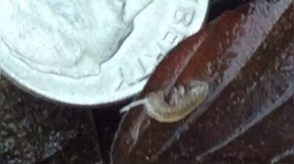 Hay's spring amphipod