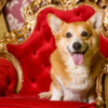 Early royal dogs: Symbols of loyalty and power