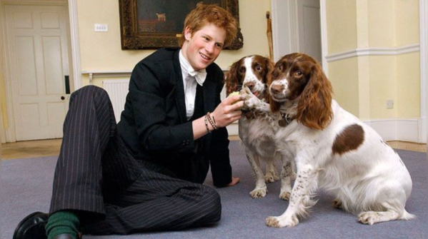 Royal dogs through history: A forever legacy