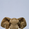 Article image for: African elephant
