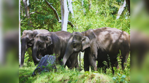 Mudumalai Tiger Reserve, Tamil Nadu