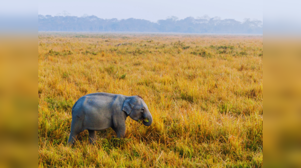 Kaziranga National Park, Assam