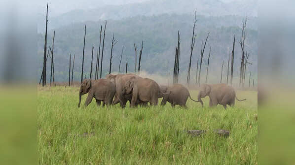 Jim Corbett National Park, Uttarakhand