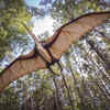 Pterosaurs