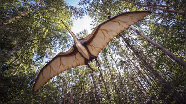 Pterosaurs