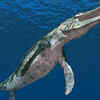 Mosasaurs