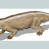 Cynodonts