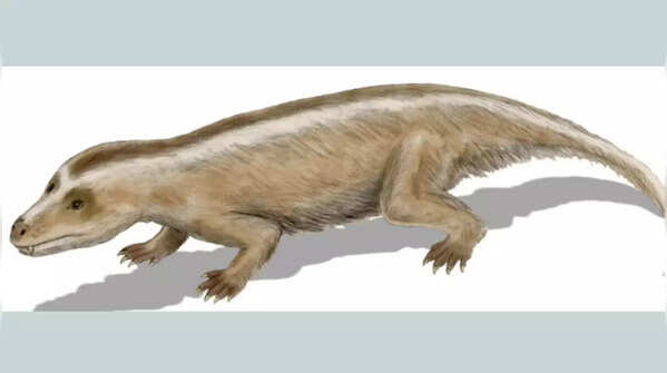 Cynodonts